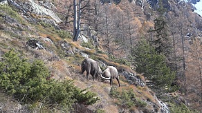 Brunftkampf. Dauer: über 1,5 Std.